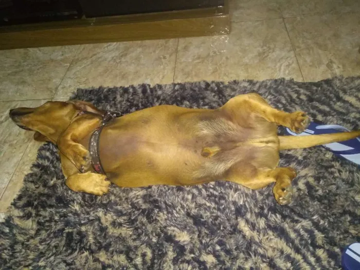 Cachorro ra a Bascer idade 6 ou mais anos nome Thor
