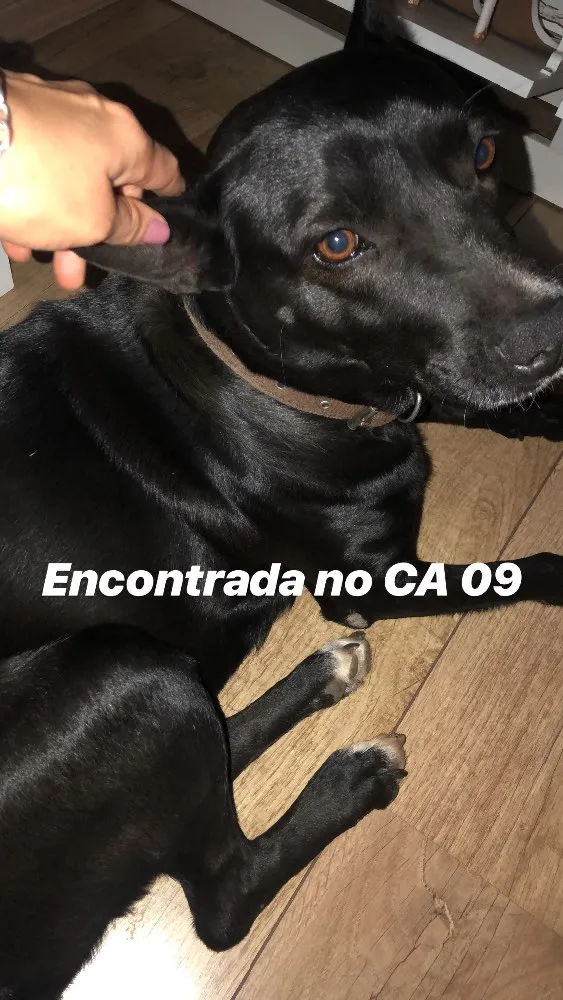 Cachorro ra a Não sei idade  nome Não sei