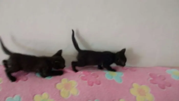 Gato raça mestiça idade Abaixo de 2 meses nome sem nome