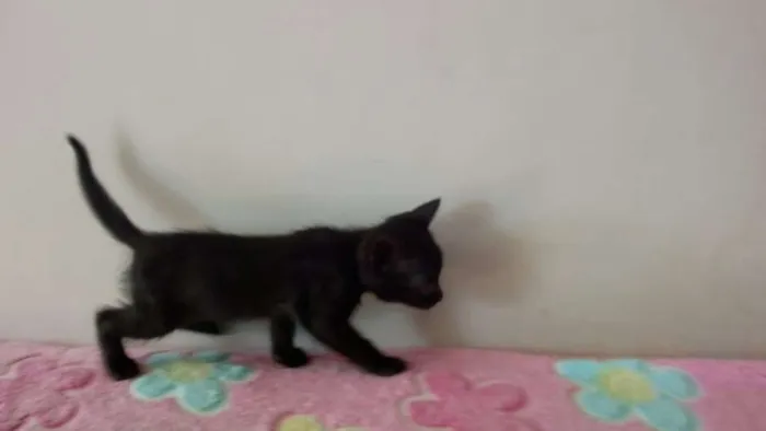 Gato raça mestiça idade Abaixo de 2 meses nome sem nome
