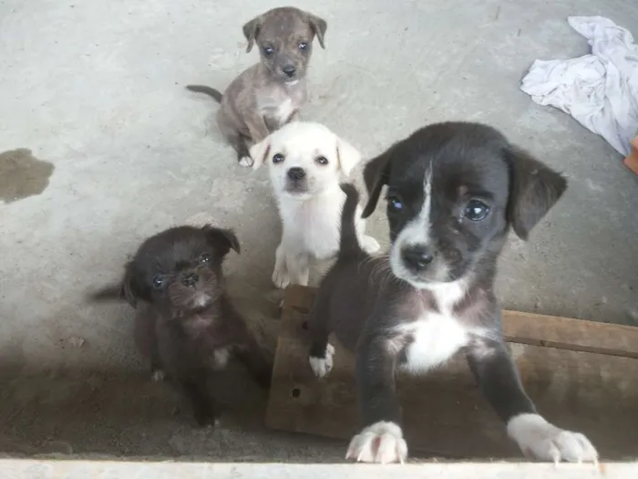 Cachorro raça Viralata idade Abaixo de 2 meses nome Sem nome