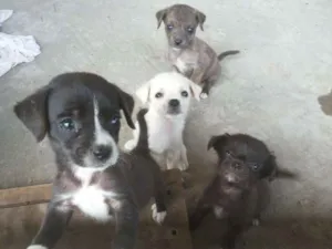 Cachorro raça Viralata idade Abaixo de 2 meses nome Sem nome
