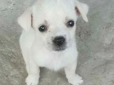 Cachorro raça Viralata idade Abaixo de 2 meses nome Sem nome