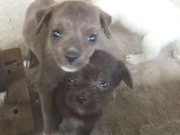 Cachorro raça Viralata idade Abaixo de 2 meses nome Sem nome