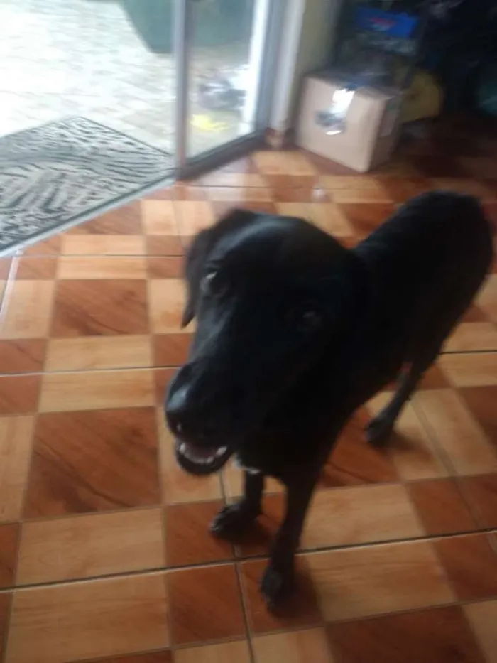Cachorro ra a Sdr idade 7 a 11 meses nome Suzy