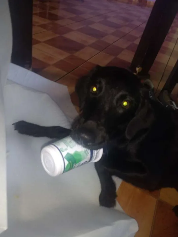 Cachorro ra a Sdr idade 7 a 11 meses nome Suzy