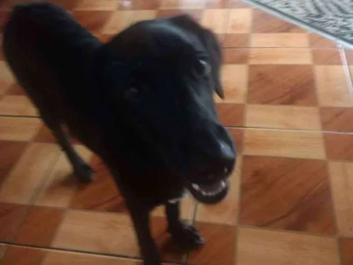 Cachorro ra a Sdr idade 7 a 11 meses nome Suzy