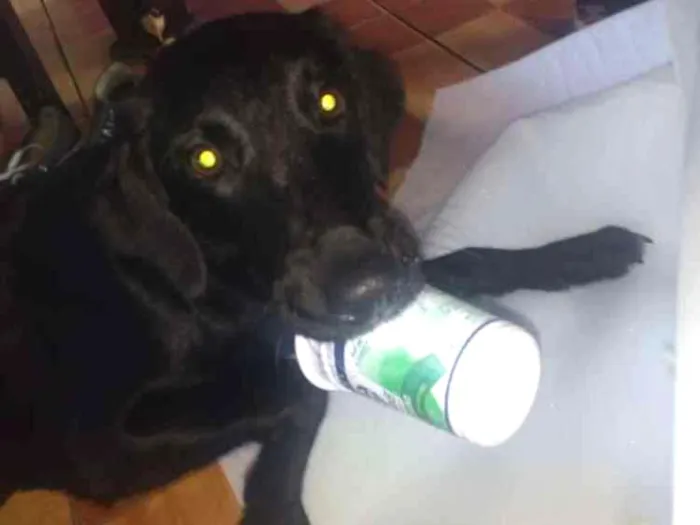 Cachorro ra a Sdr idade 7 a 11 meses nome Suzy