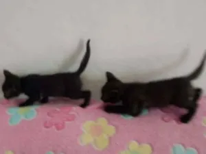 Gato raça mestiça idade Abaixo de 2 meses nome sem nome