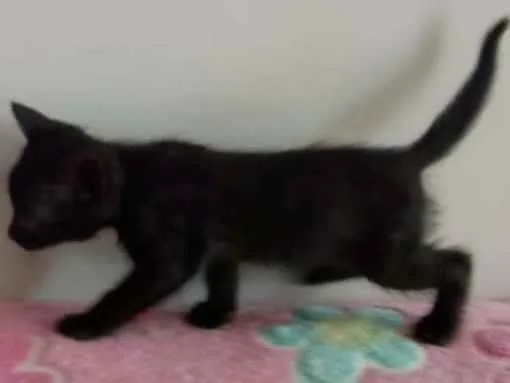 Gato raça mestiça idade Abaixo de 2 meses nome sem nome