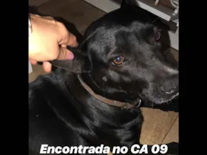 Cachorro raça Não sei idade  nome Não sei