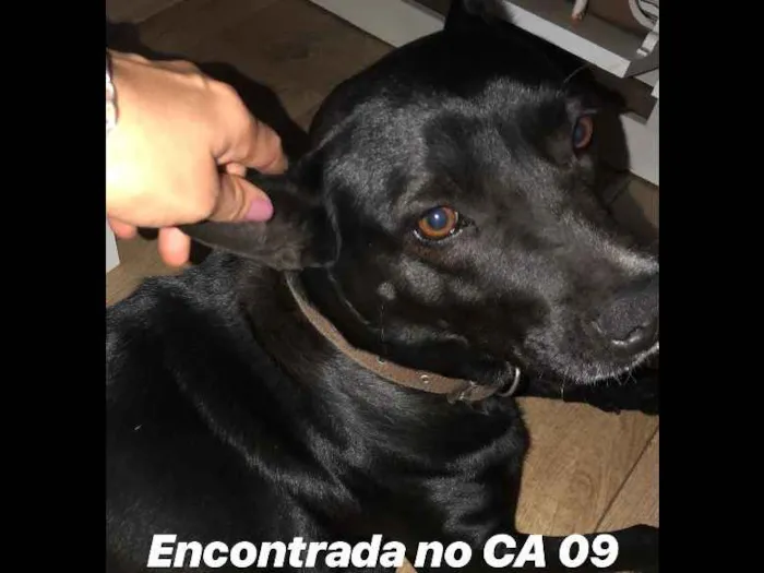 Cachorro ra a Não sei idade  nome Não sei