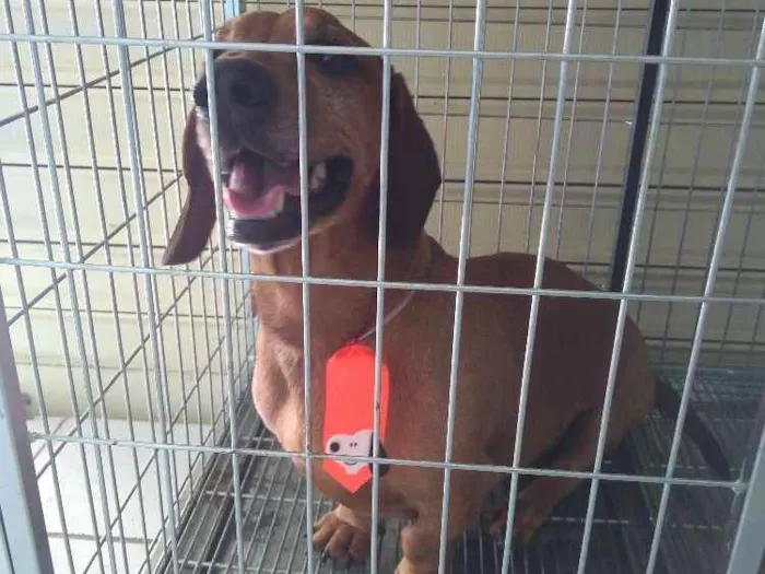 Cachorro ra a Bascer idade 6 ou mais anos nome Thor