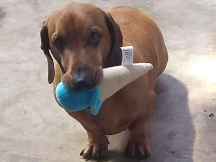 Cachorro ra a Bascer idade 6 ou mais anos nome Thor