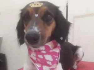 Cachorro raça Misturada idade 2 anos nome Shelby