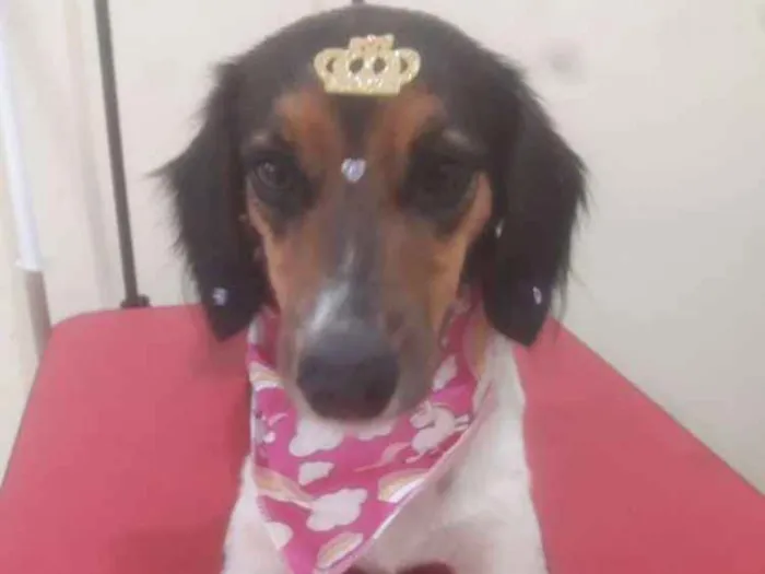 Cachorro ra a Misturada idade 2 anos nome Shelby