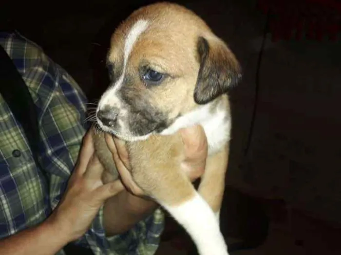 Cachorro ra a  idade 2 a 6 meses nome Filhotes 