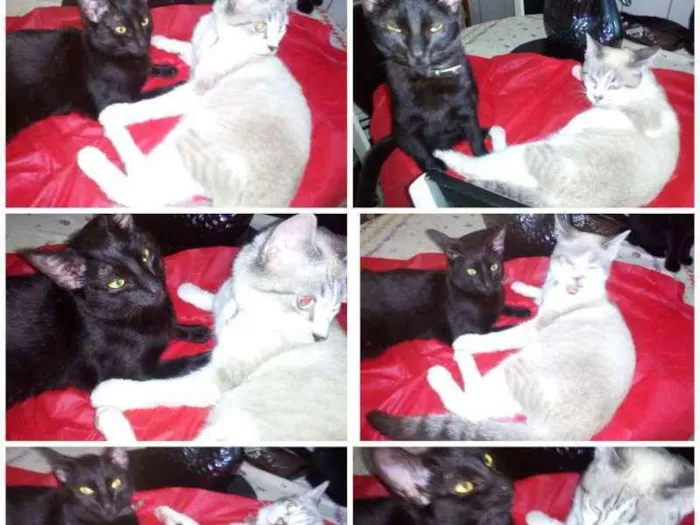 Gato ra a SRD idade 7 a 11 meses nome juca e AMORA