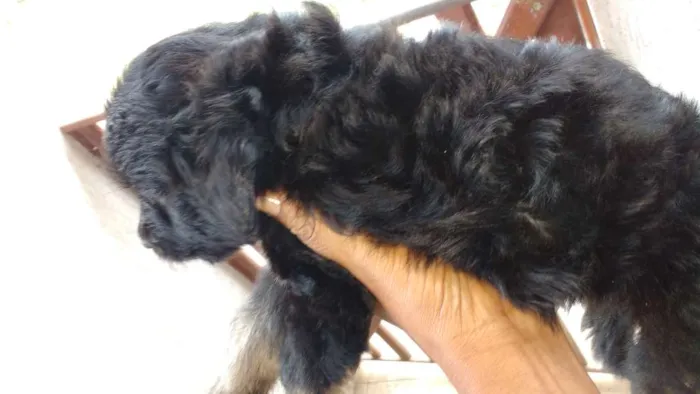 Cachorro ra a Mãe a raça poodle idade Abaixo de 2 meses nome Ainda não tem nome é