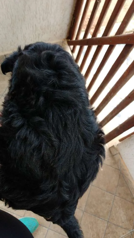 Cachorro ra a Mãe a raça poodle idade Abaixo de 2 meses nome Ainda não tem nome é