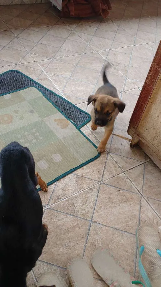 Cachorro ra a Mãe a raça poodle idade Abaixo de 2 meses nome Ainda não tem nome é