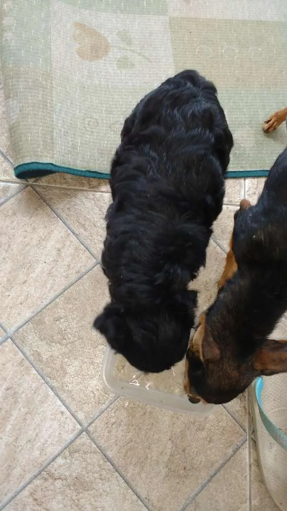 Cachorro ra a Mãe a raça poodle idade Abaixo de 2 meses nome Ainda não tem nome é