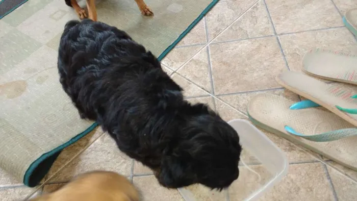 Cachorro ra a Mãe a raça poodle idade Abaixo de 2 meses nome Ainda não tem nome é