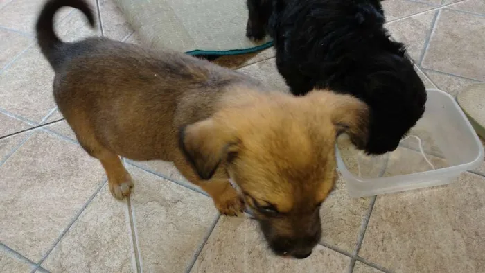 Cachorro ra a Mãe a raça poodle idade Abaixo de 2 meses nome Ainda não tem nome é