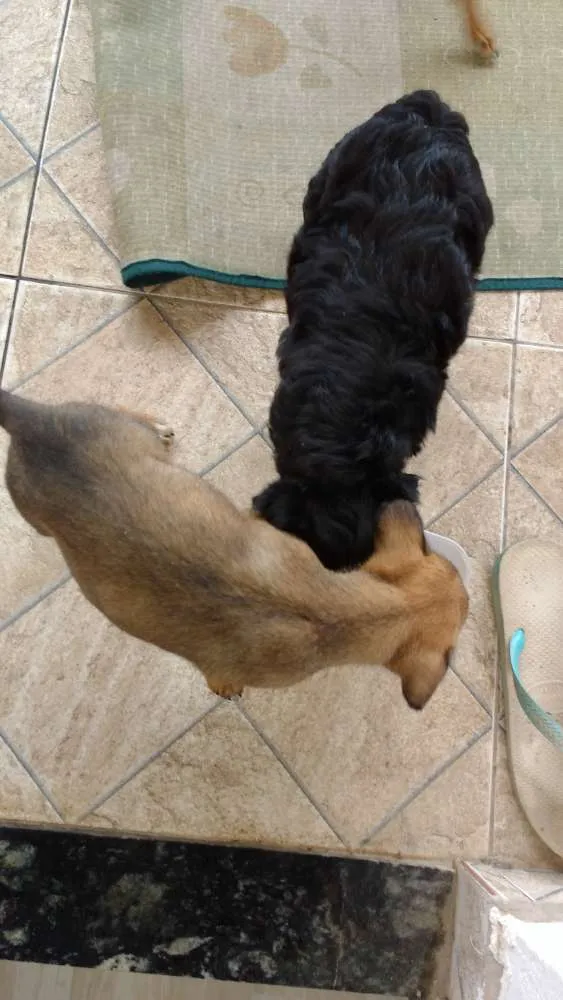Cachorro ra a Mãe a raça poodle idade Abaixo de 2 meses nome Ainda não tem nome é