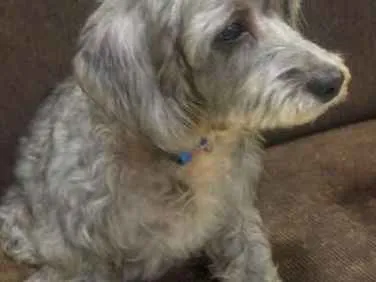 Cachorro raça Indefinida idade 3 anos nome Baguete