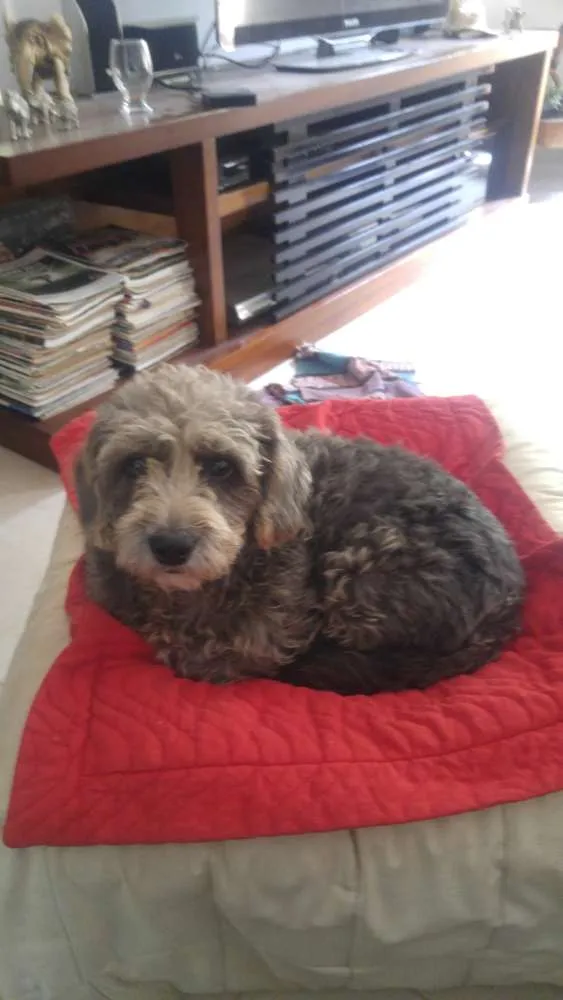 Cachorro raça Indefinida idade 3 anos nome Baguete