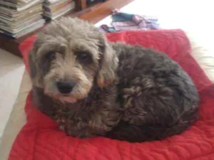 Cachorro raça Indefinida idade 3 anos nome Baguete