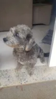 Baguete
