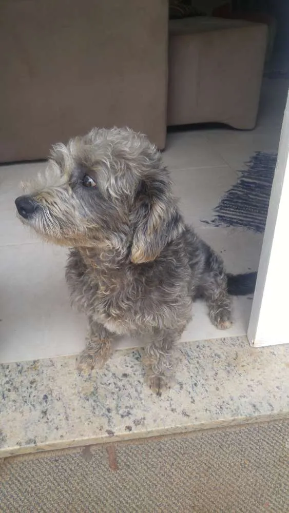Cachorro raça Indefinida idade 3 anos nome Baguete