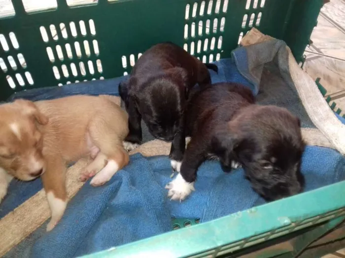 Cachorro raça Srd idade 2 a 6 meses nome Sem nome