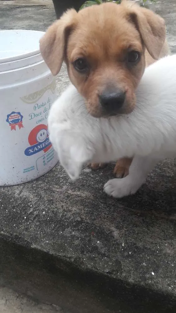 Cachorro ra a SRD idade 2 a 6 meses nome Não tem