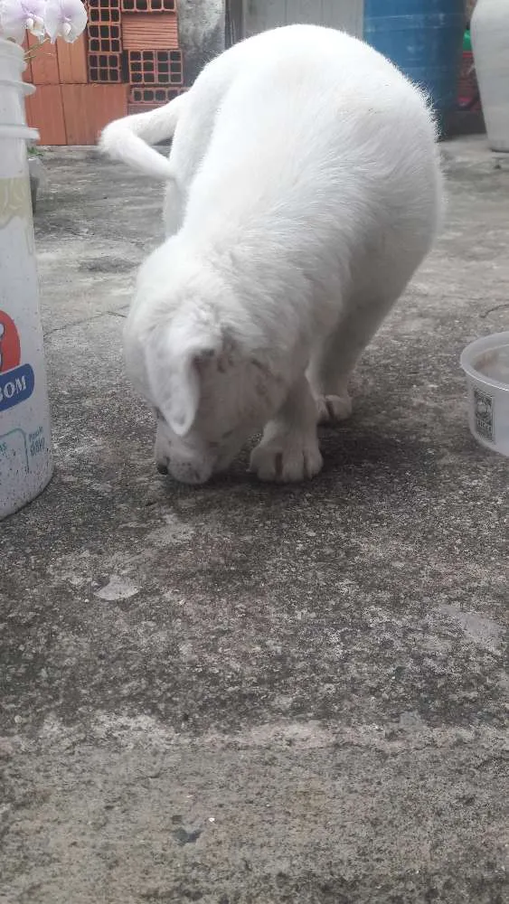 Cachorro ra a SRD idade 2 a 6 meses nome Não tem