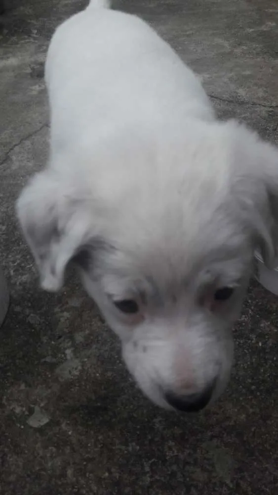 Cachorro ra a SRD idade 2 a 6 meses nome Não tem