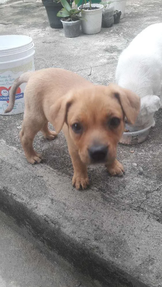 Cachorro ra a SRD idade 2 a 6 meses nome Não tem