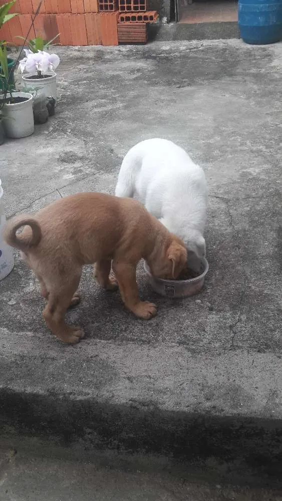 Cachorro ra a SRD idade 2 a 6 meses nome Não tem