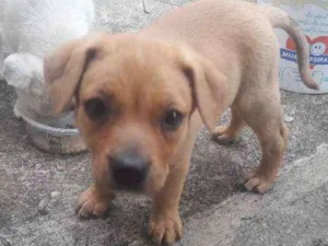Cachorro raça SRD idade 2 a 6 meses nome Não tem
