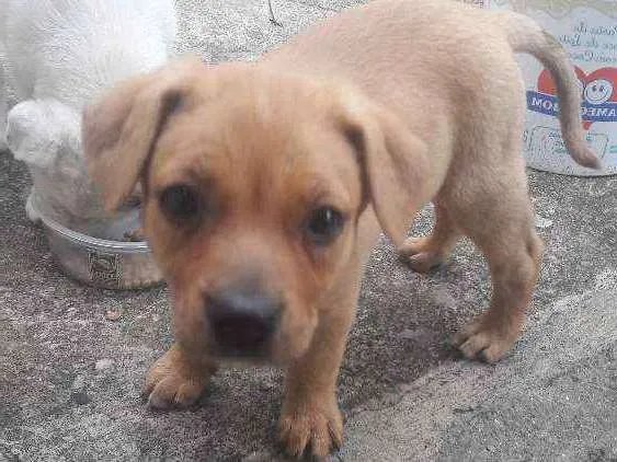 Cachorro ra a SRD idade 2 a 6 meses nome Não tem