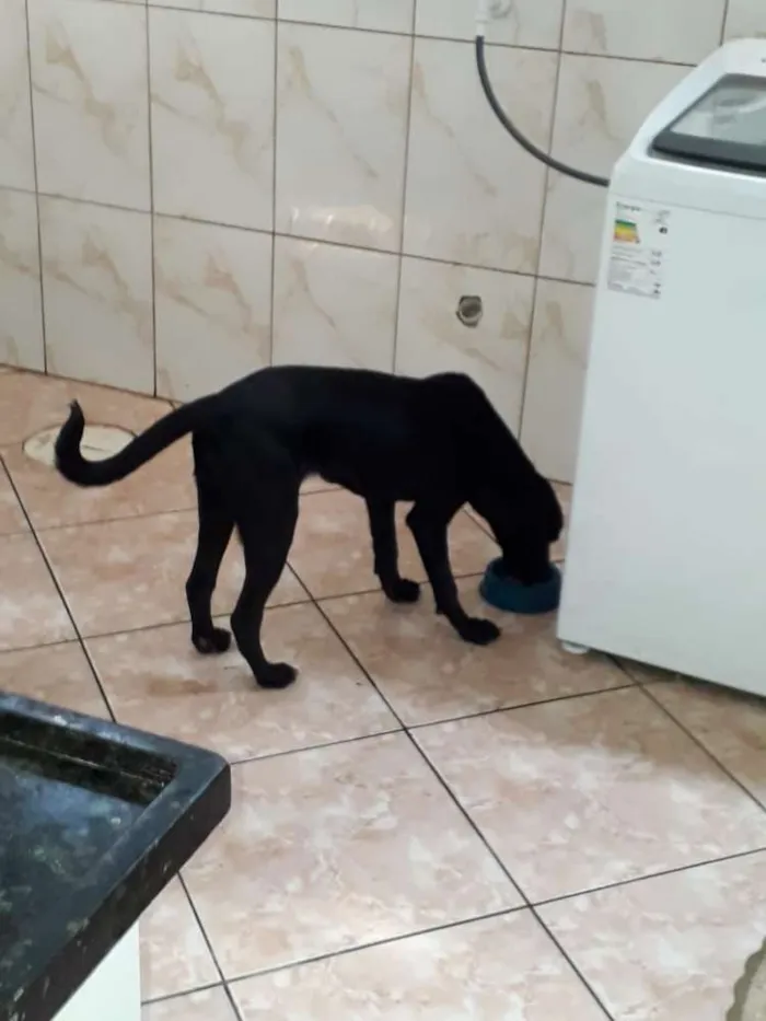 Cachorro ra a Labrador mestiço idade 7 a 11 meses nome Bella