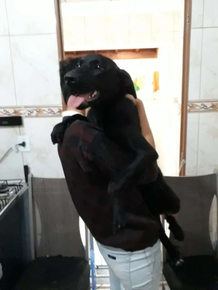 Cachorro ra a Labrador mestiço idade 7 a 11 meses nome Bella