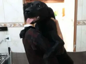 Cachorro raça Labrador mestiço idade 7 a 11 meses nome Bella