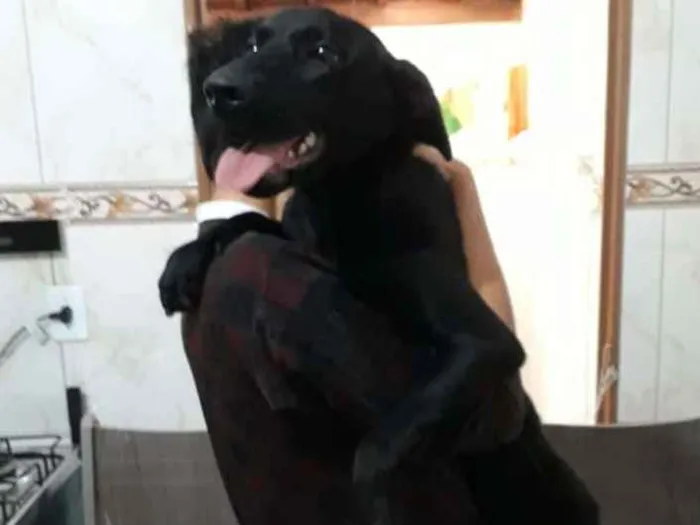 Cachorro ra a Labrador mestiço idade 7 a 11 meses nome Bella
