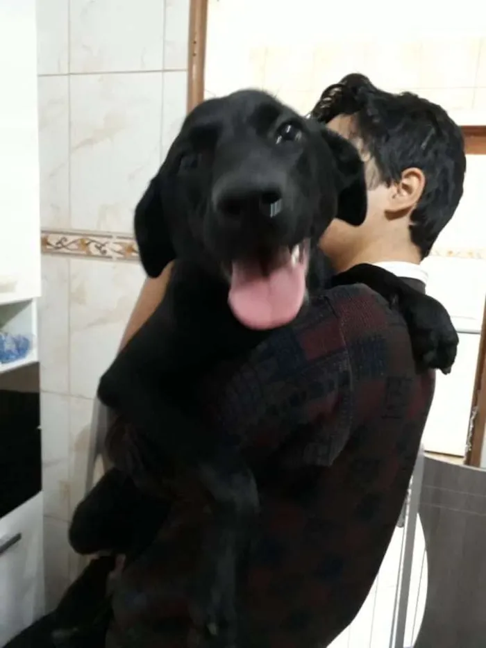 Cachorro ra a Labrador mestiço idade 7 a 11 meses nome Bella