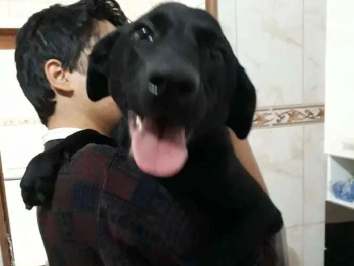 Cachorro ra a Labrador mestiço idade 7 a 11 meses nome Bella