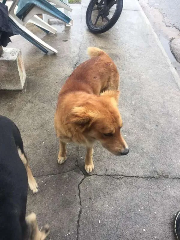 Cachorro ra a srd idade 3 anos nome Lobo