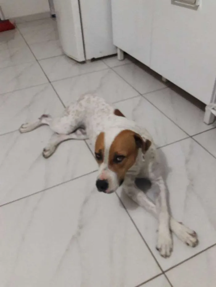 Cachorro ra a Pitbull idade 3 anos nome Meg